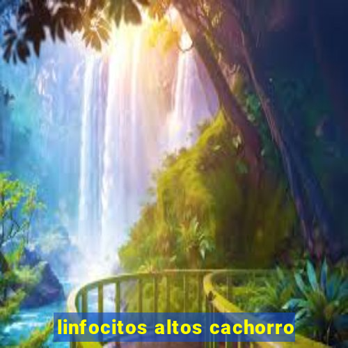 linfocitos altos cachorro